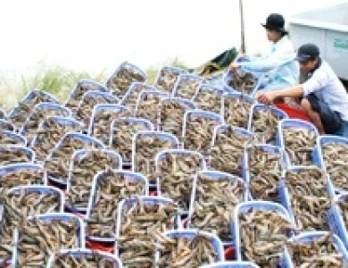 Xuất khẩu thủy sản sang Mỹ và Trung Quốc giảm mạnh